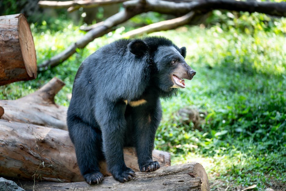 A cute Asiatic Black Bear sits on logs in a natural setting with a blurred green background.