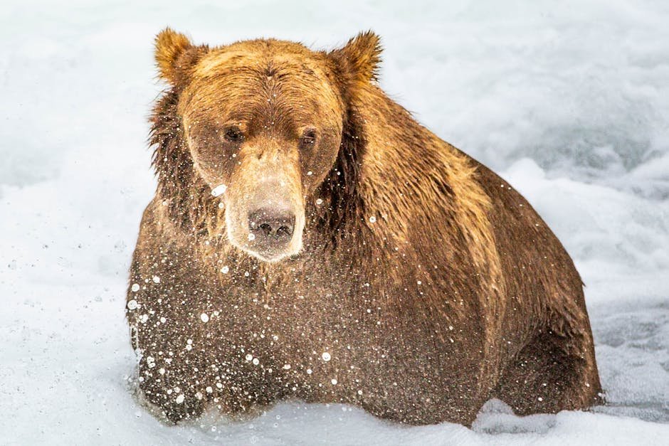 Close-up of a grizzly bear in snowy Alaskan wilderness, capturing the essence of wildlife during winter.