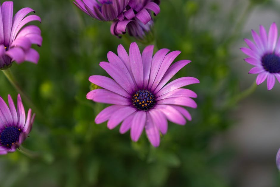 Vivid purple African daisies in full bloom, showcasing vibrant petals and striking colors.