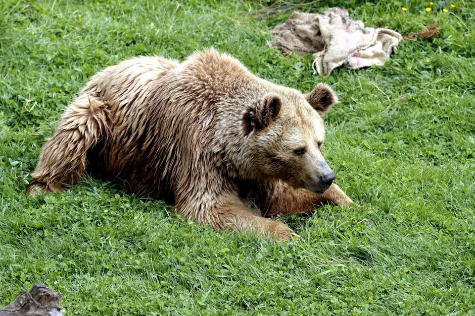 A calm brown bear resting on vibrant green grass in a natural setting.